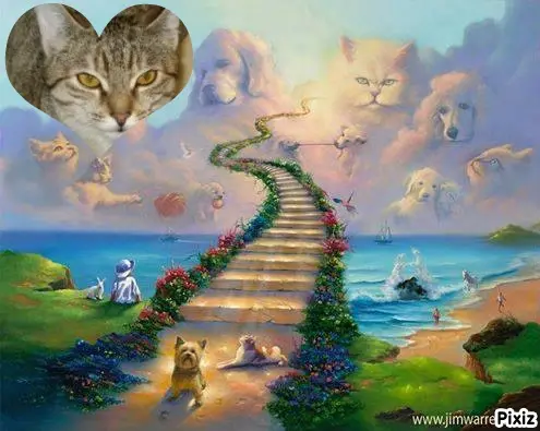 Condolence image of Tanja mit Timmy im Herzen