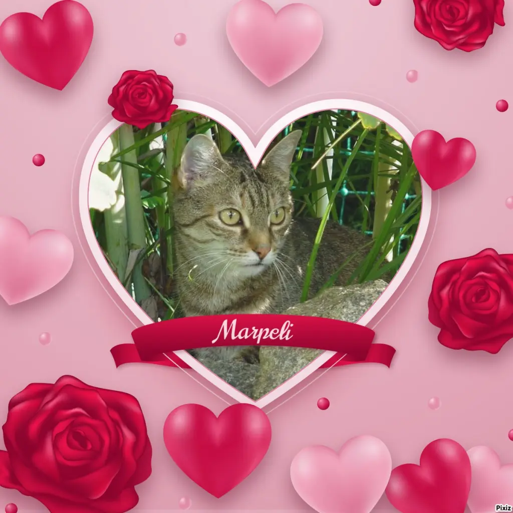 Condolence image of Tanja mit Timmy im Herzen 