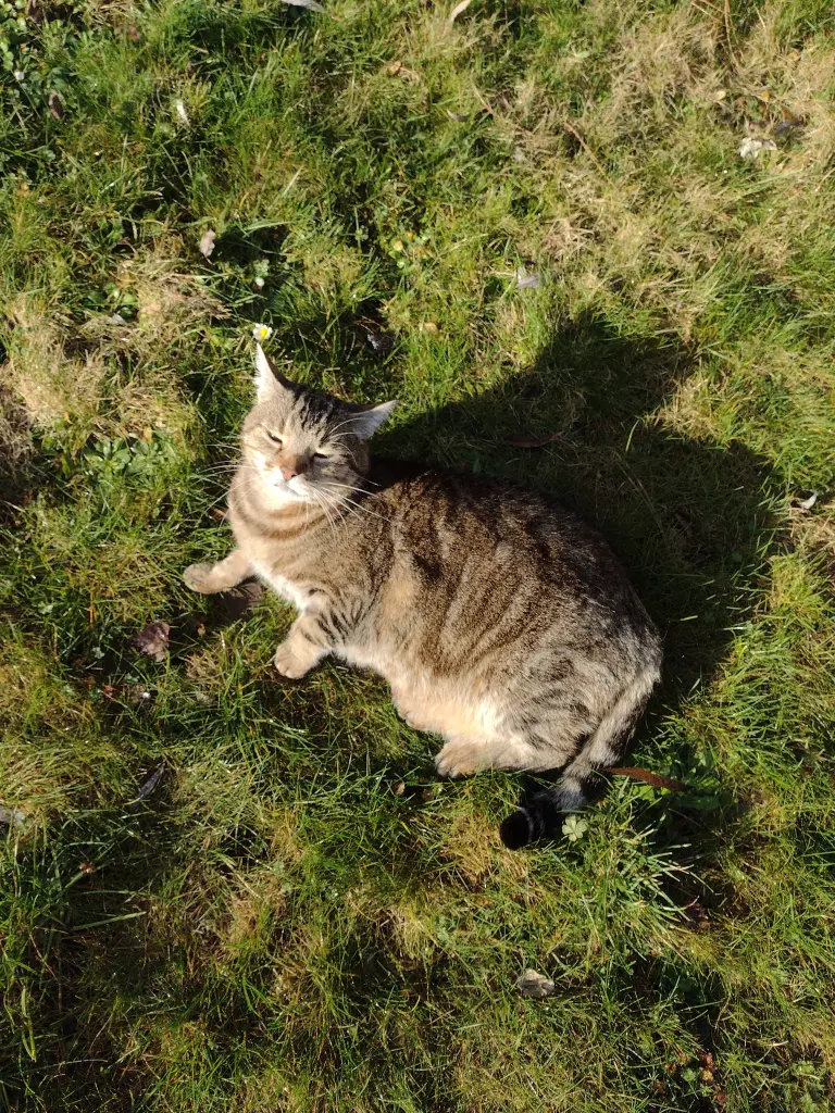 Condolence image of Corinna mit Emma, Jengi ,Pummelchen und anderen Sternleine im Herzen