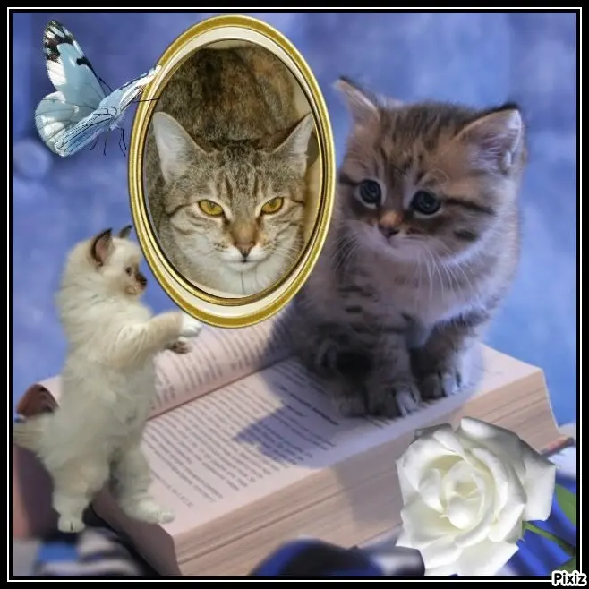 Condolence image of Tanja mit Timmy im Herzen 