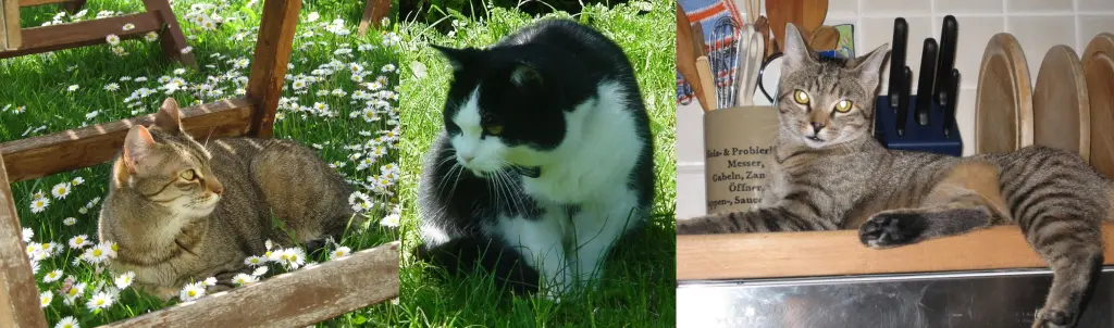 Condolence image of an meine 3 Engel ♥