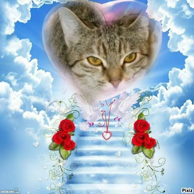 Condolence image of Tanja mit Timmy im Herzen 