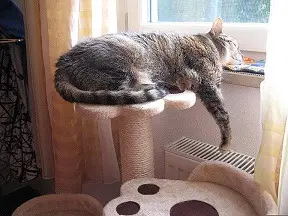 Condolence image of für mein Klein-Marpeli ♥