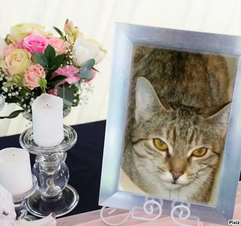 Condolence image of Tanja mit Timmy im Herzen 