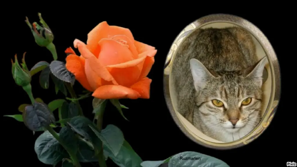 Condolence image of Tanja mit Timmy im Herzen 