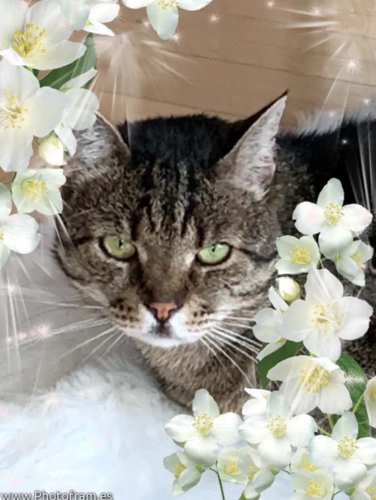 Condolence image of Carmen mit Elea, TeeCee und den 3 Sternchen