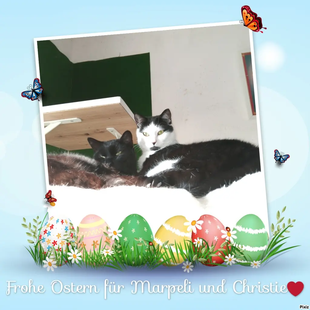 Condolence image of Für Marpeli und ihr Schwesterchen Christie ❤️