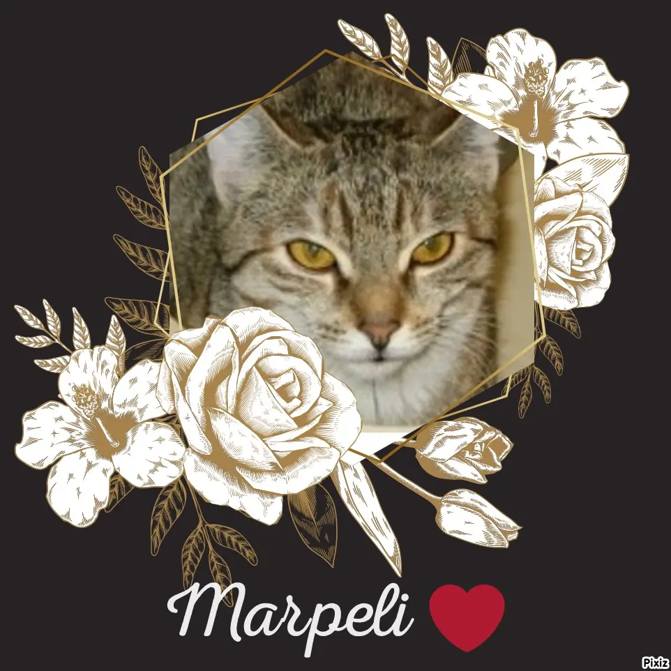 Condolence image of Tanja mit Timmy im Herzen