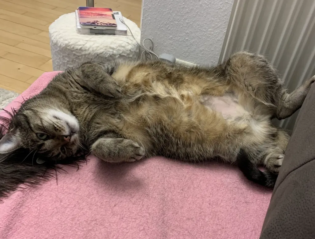 Condolence image of Carmen mit Ravi, Zausel & Samu