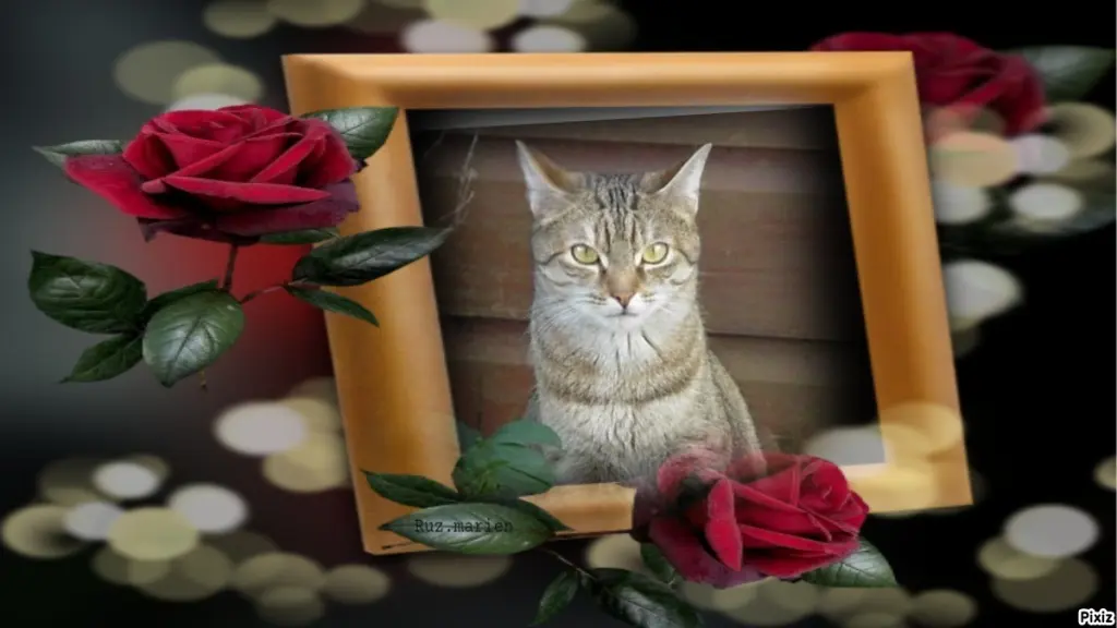 Condolence image of Patricia mit Bunny ❤️ 