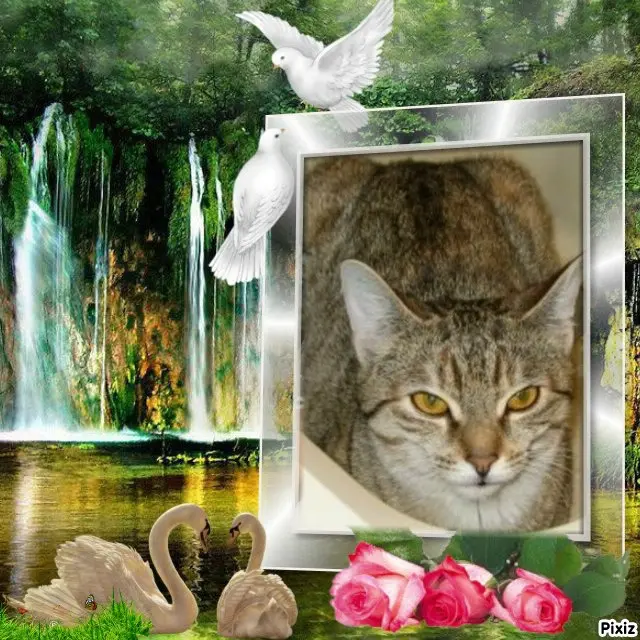 Condolence image of Tanja mit Timmy im Herzen 