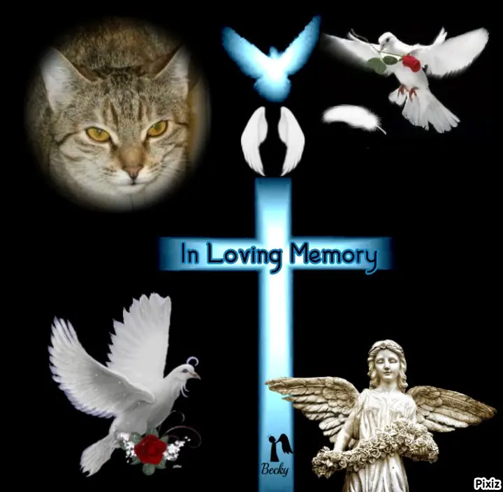 Condolence image of Tanja mit Timmy im Herzen 