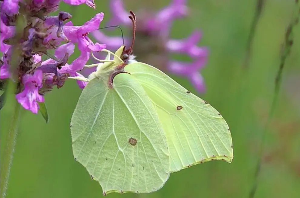 Condolence image of Daniela  an Marpelchen und Elisabeth ❤️