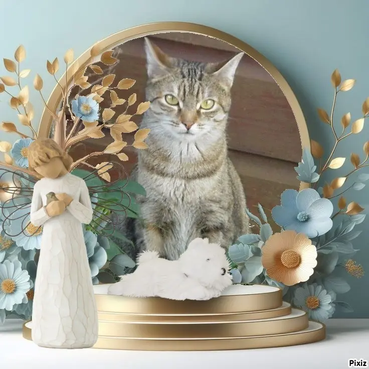 Condolence image of Sternchenpost ⭐