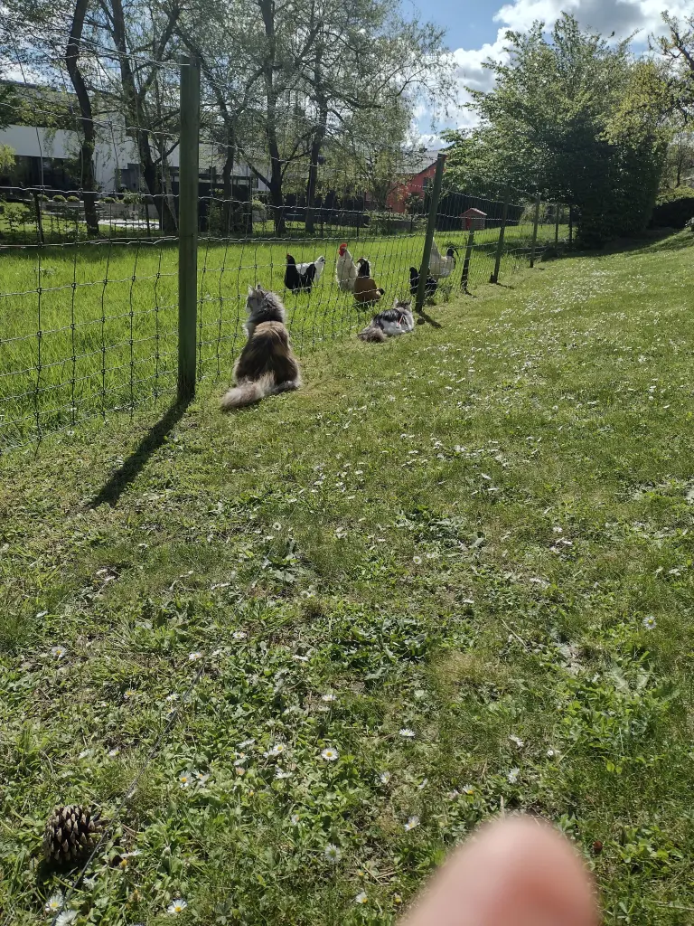 Condolence image of Corinna mit Emma, Jengi, Pummelchen und anderen Sternleine im Herzen
