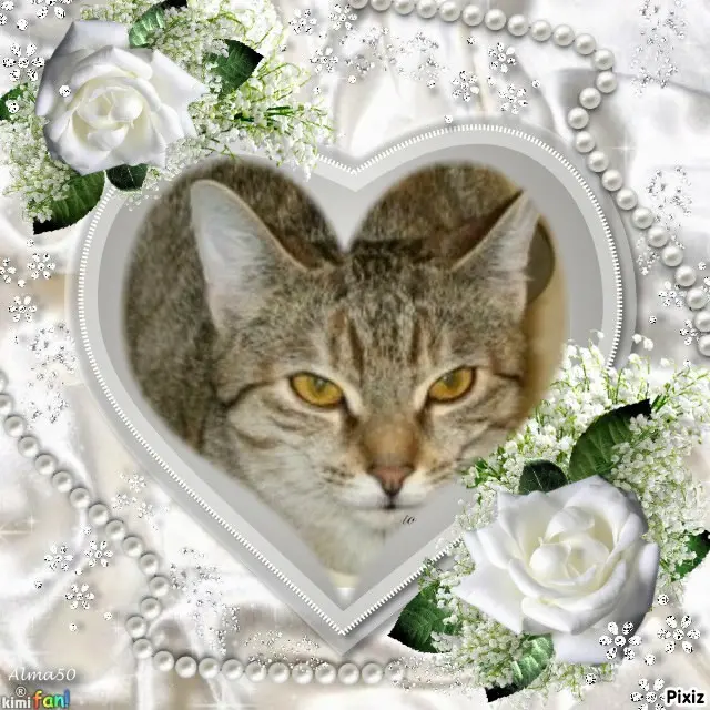 Condolence image of Tanja mit Timmy im Herzen 