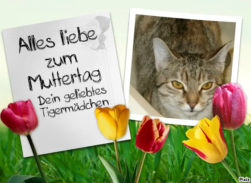 Condolence image of Tanja mit Timmy im Herzen 