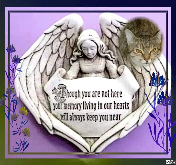 Condolence image of Tanja mit Timmy im Herzen 