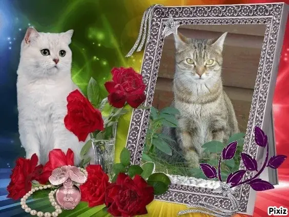 Condolence image of Sternchenpost ⭐