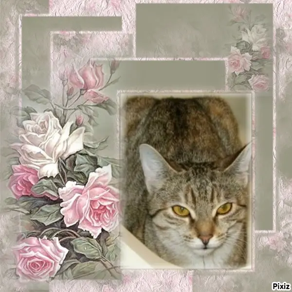 Condolence image of Tanja mit Timmy im Herzen