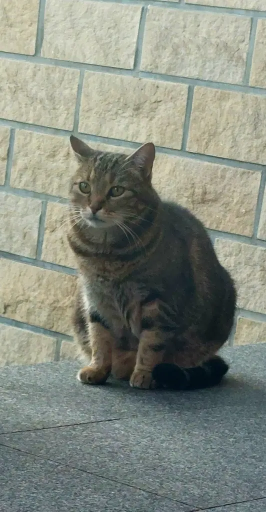 Condolence image of Corinna mit Emma, Jengi, Pummelchen und anderen Sternleine im Herzen
