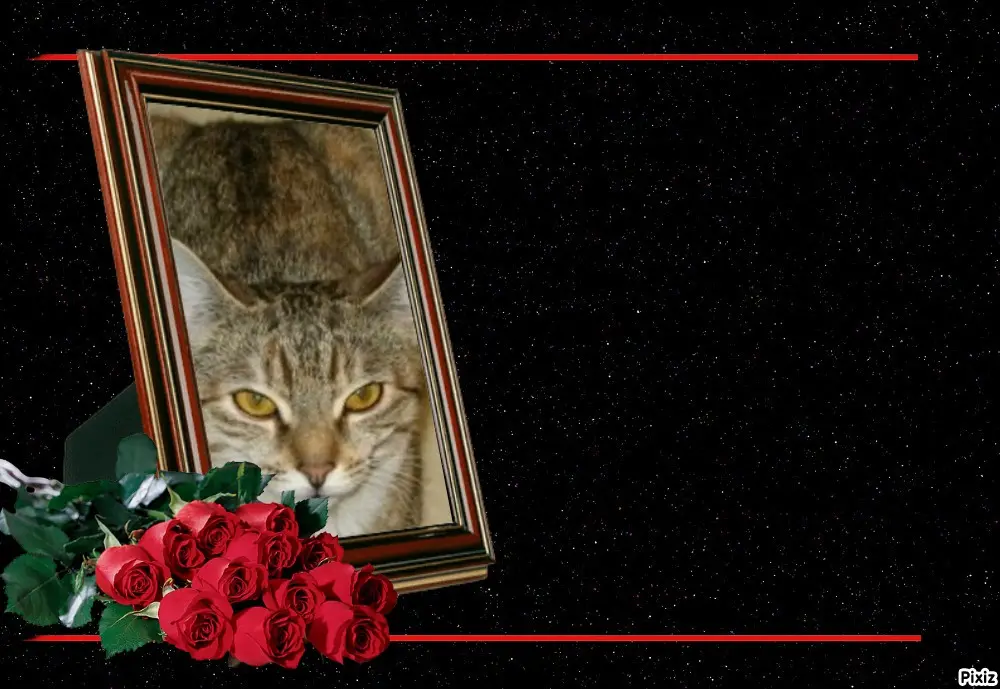 Condolence image of Tanja mit Timmy im Herzen