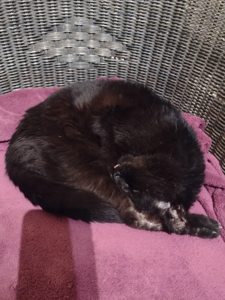 Condolence image of Corinna mit Emma, Jengi, Pummelchen und anderen Sternleine im Herzen