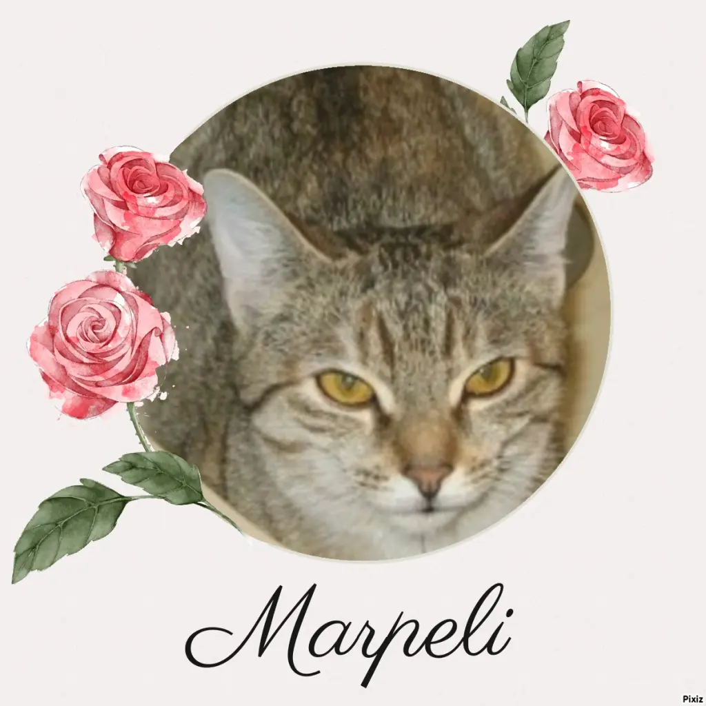 Condolence image of Tanja mit Timmy im Herzen