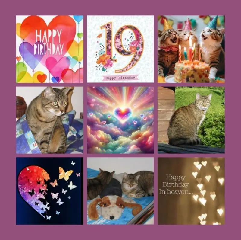 Condolence image of 19 Geburtstagssträuße für Marple 