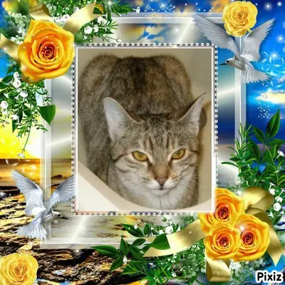 Condolence image of Tanja mit Timmy im Herzen 