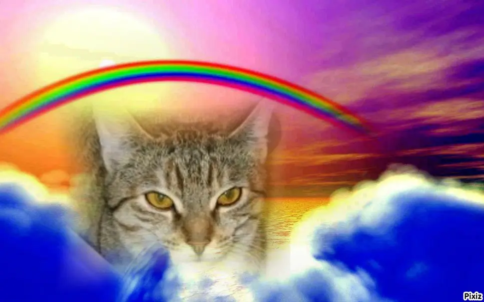 Condolence image of Tanja mit Timmy im Herzen 