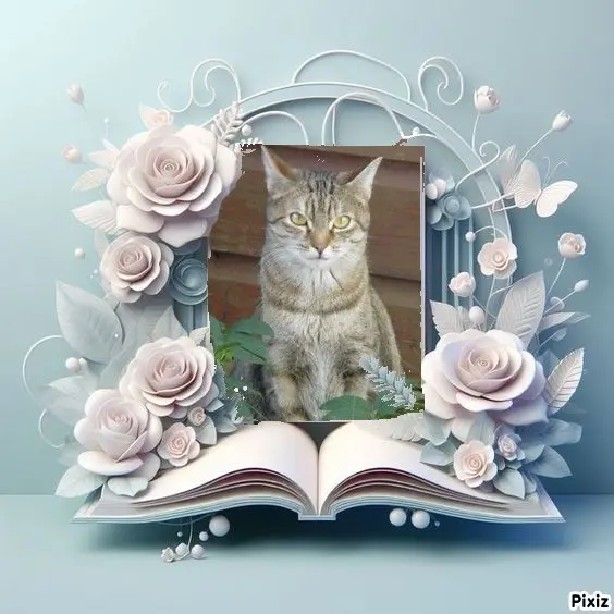 Condolence image of Sternchenpost ⭐