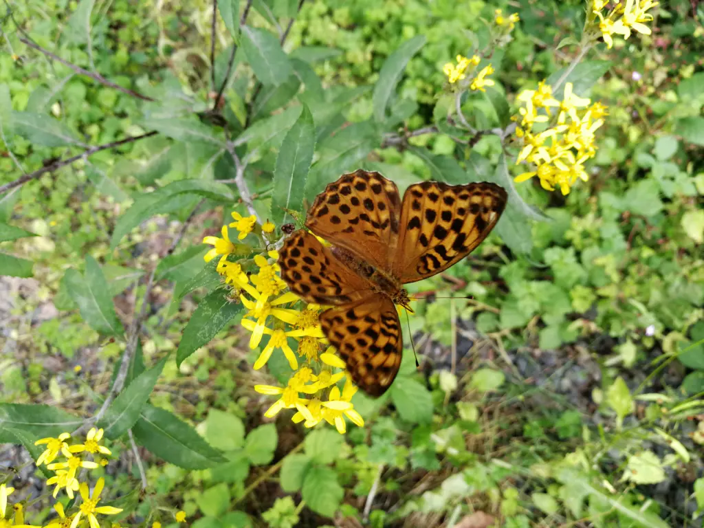Condolence image of Daniela für Marpelchen ❤️