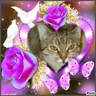 Condolence image of Tanja mit Timmy im Herzen 