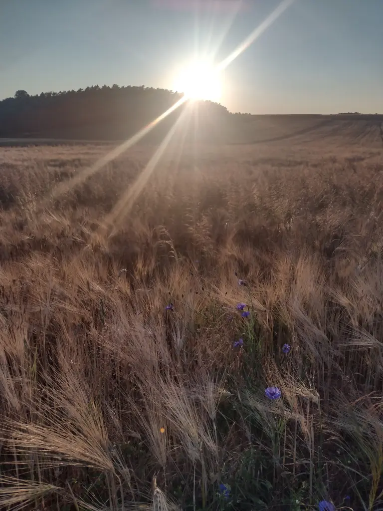 Condolence image of Corinna mit Emma, Jengi, Pummelchen und anderen Sternleine im Herzen