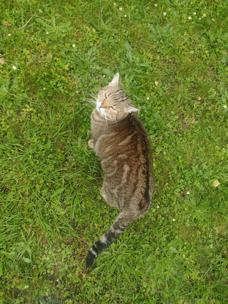 Condolence image of Corinna mit Emma, Jengi, Pummelchen und anderen Sternleine im Herzen