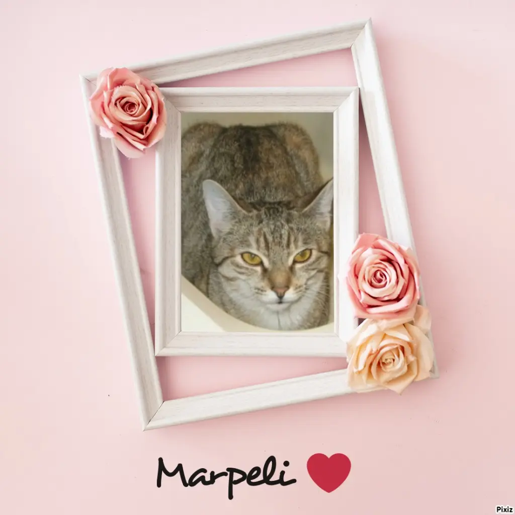 Condolence image of Tanja mit Timmy im Herzen