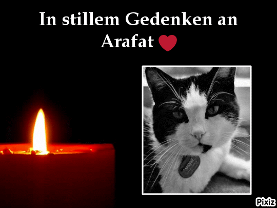 Condolence image of Tanja mit Timmy im Herzen