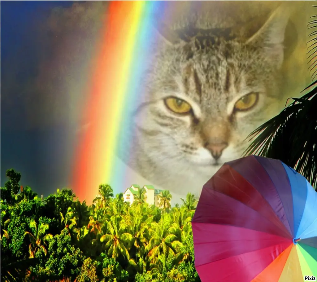 Condolence image of Tanja mit Timmy im Herzen