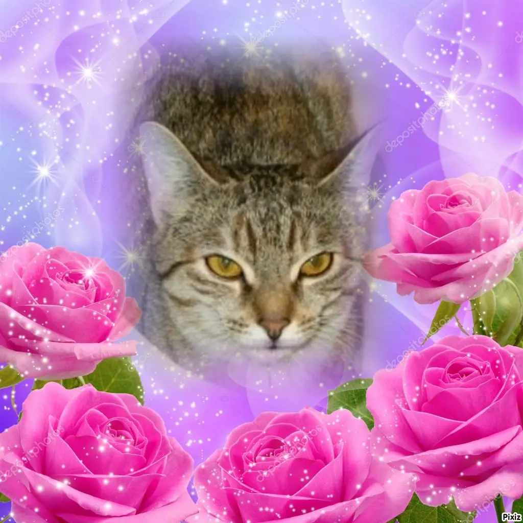 Condolence image of Tanja mit Timmy im Herzen 