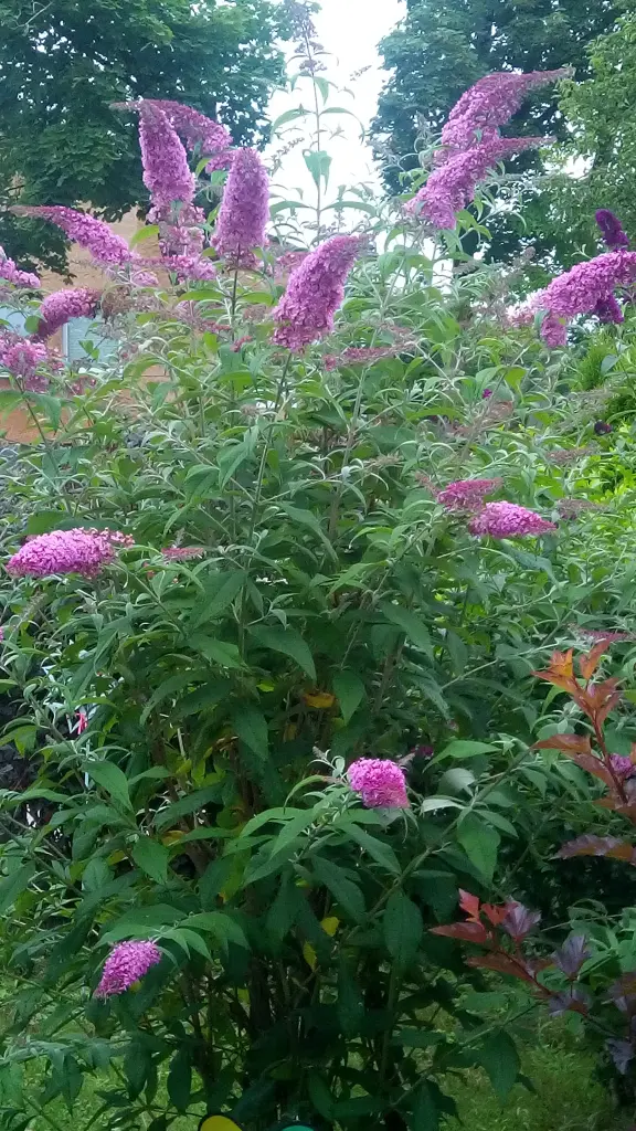 Condolence image of für mein Marpeli ♥