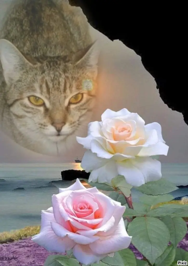 Condolence image of Tanja mit Timmy im Herzen