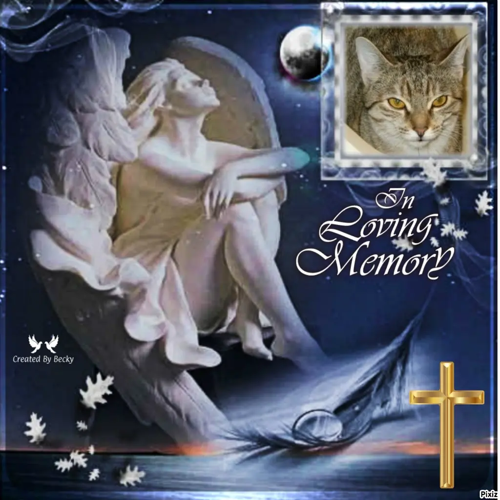 Condolence image of Tanja mit Timmy im Herzen