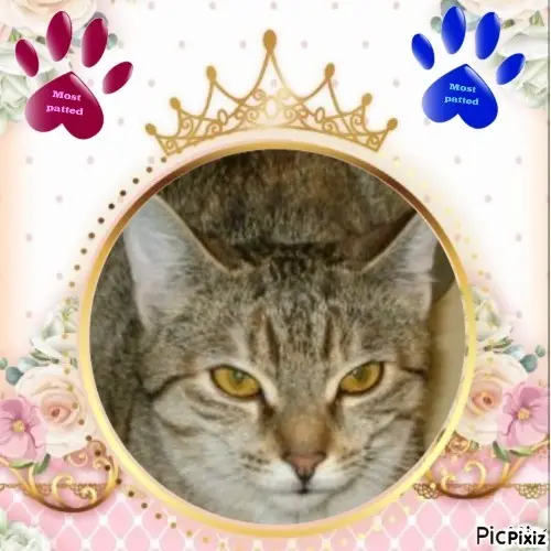 Condolence image of Tanja mit Timmy im Herzen 