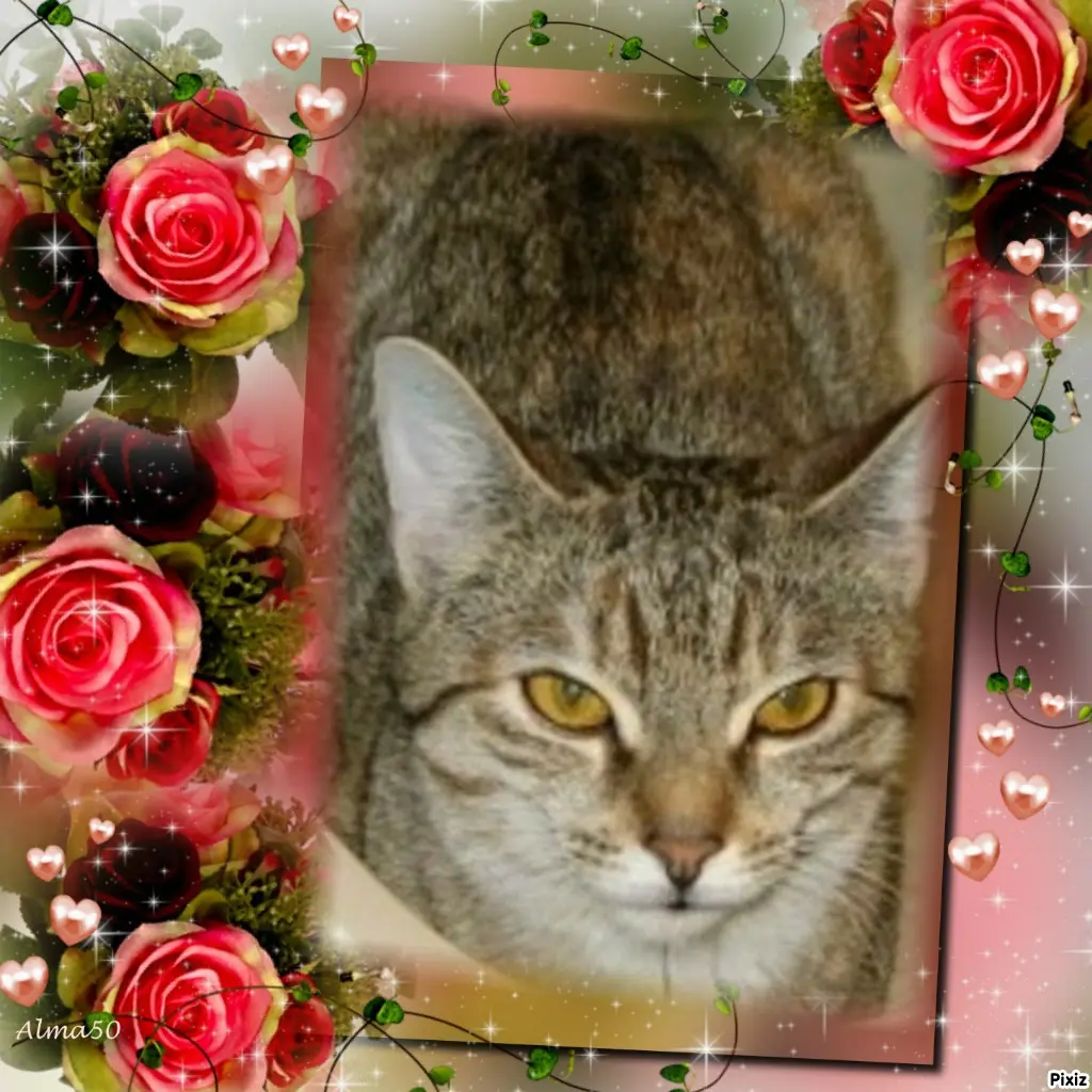 Condolence image of Tanja mit Timmy im Herzen 