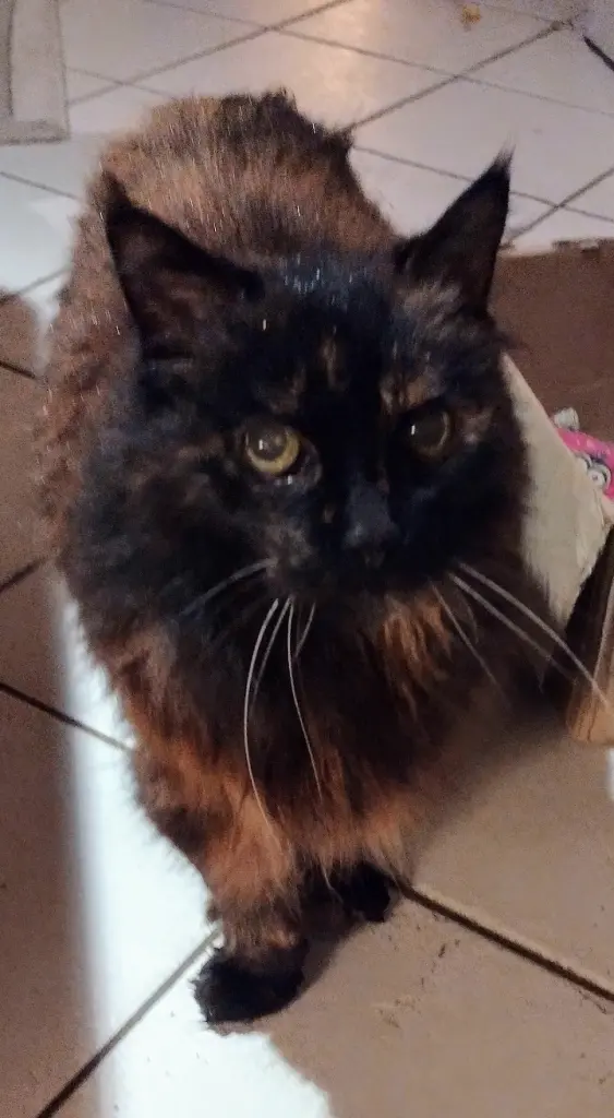 Condolence image of Corinna mit Emma, Vinni-Ved, Jengi, Pummelchen und anderen Sternleine im Herzen