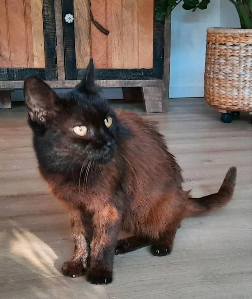 Condolence image of an meine Mädels und natürlich auch an Arafat ♥♥♥