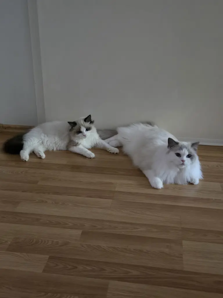 Condolence image of Patricia mit Bunny im ❤ gest. 24.11.2020