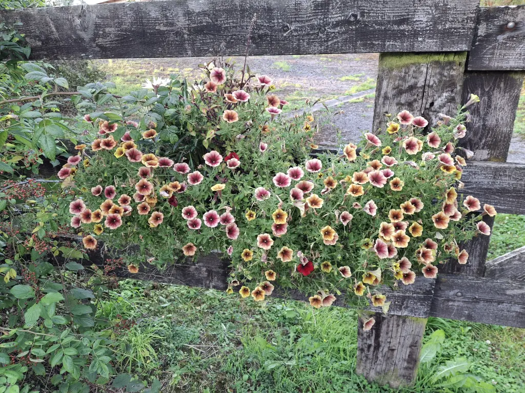 Condolence image of Corinna❤️