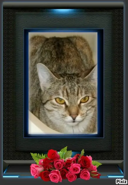 Condolence image of Tanja mit Timmy im Herzen 